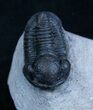 Very D Gerastos Trilobite From Morocco #2073-4